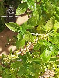 Image result for Ocimum americanum
