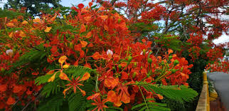 5 out of 5 stars. Flamboyant Tree Is Monkey And Me Living In Puerto Rico Facebook