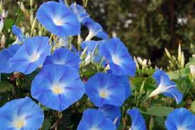 We did not find results for: 20 Common Poisonous Flowers Photos Garden Lovers Club