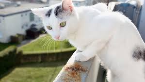 Check spelling or type a new query. Tierischer Aufpasser Katze Beschutzt Kleinkind Davor Vom Balkon Zu Fallen Bunte De
