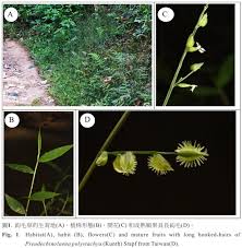 Image result for Pseudechinolaena polystachya