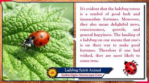 Black And Red Ladybug Meaning Ladybug Spirit Animal Totem Meaning Symbolism And Dreams Spirit Animal Animal Totem Spirit Guides Ladybug