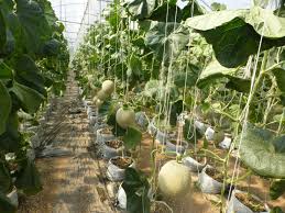 In order to achieve how to grow outdoor cannabis on a budget. Growing Cantaloupe In Udon Thani I See 2 Places Now Growing Indoors Here Is Photos I Can Share With You All A Growing Cantaloupe Udon Thani Growing Indoors