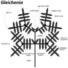 Image result for Gleichenia elongata