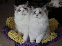 Ragdoll kittens for sale in san diego, california united states. Rock Creek Ranch Ragdolls California S Premier Ragdoll Breeder