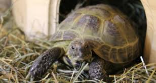How To Create The Ideal Russian Tortoise Habitat Petcoach
