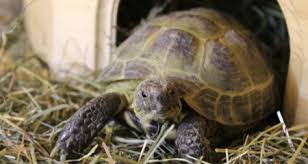 how to create the ideal russian tortoise habitat petcoach