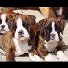 Boxer puppies for sale adorable newborn puppies new puppy puppies newborn boxer this boxer puppy is super playful and social as can be! Boxer Puppies For Sale Near Me Cheap Home Facebook