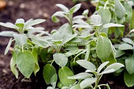 Tisane Alcaline De Sauge Conseil Naturopathieblog Alimentation Alcaline Recette Alcaline Cuisine Alcaline Recettes Alcalines Sauge Officinale Premenopause
