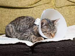 Die geschlechtsreife bemerkt man daran, dass der urin strenger („nach kater) riecht. Katze Kastrieren Die Kosten Smart Animals