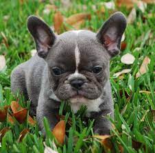 Rescuing an english bulldog is a very rewarding experience. Blue French Bulldog Breeders And Clubs