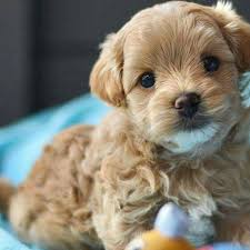 These maltipoo puppies located in texas come from different cities, including, pearland, houston, fort worth, donna. Maltipoo Puppies Available Off 58 Www Usushimd Com