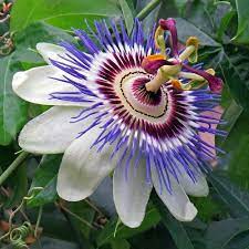 Becky S Blue White Passion Flower Passiflora Potted 4 Pot Walmart Com Walmart Com