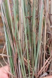 Image result for Schizachyrium sanguineum