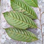 Image result for Coula edulis