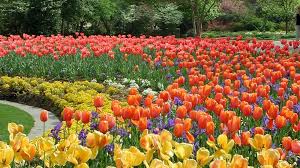 Dallas Blooms World Class Tulip Show Dallas Arboretum