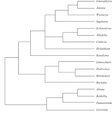 Image result for Limnophyton angolense