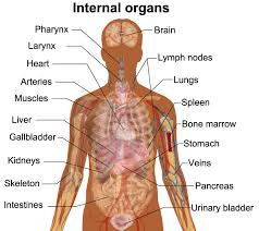 For instance, maps constitute both the input and output of a gis. Organ Map Human Body Koibana Info Human Body Organs Anatomy Organs Body Organs Diagram