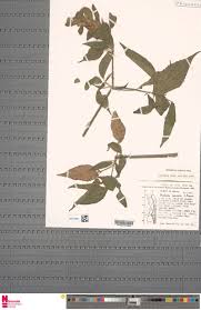 Image result for Mellera lobulata