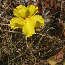 Image result for Ochna richardsiae