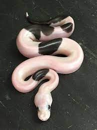 Panda Pied Ball Python Ball Python Morphs Dream Snake