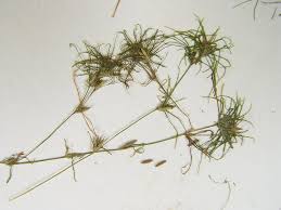 Image result for Najas graminea