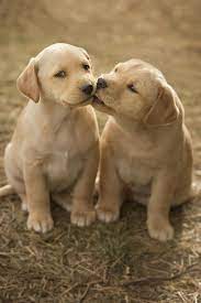 The breed is generally healthy, although if the dachshund parent is dominant, your puppy may develop eye problems when he's older. Labrador Puppies Lab Puppies Puppies Cute Puppies