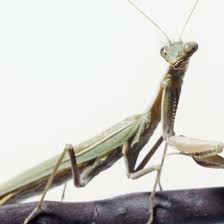 In 1896 this species was accidentally introduced by a nurseryperson at mt. Keeping And Caring For A Praying Mantis As A Pet