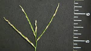 Image result for Digitaria complanata