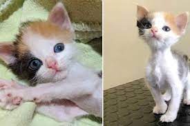 Kitten With Small Body But Strong Will To Live Transforms Into Gorgeous Calico Cat Love Meow