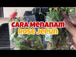 Pokoknya akan mengeluarkan bunga yang banyak sekiranya mendapat cahaya yang. Cara Menanam Bunga Ros Jepun Bunga Krokot Moss Rose Purslane Youtube