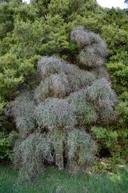 Image result for Myrsine