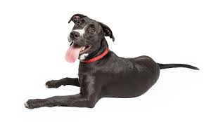 The collie cocker is a mix between the border collie and the cocker spaniel. Boradors Border Collie Lab Mix Everything You Need To Know