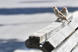 Proč se rozhodnout pro hello bank! Teil 3 Das Leben Der Spatzen In Grossstadten