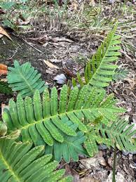 Image result for Pleopeltis