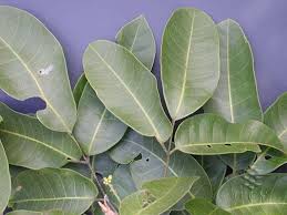 Resultado de imagen para copal