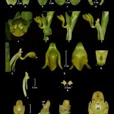 Image result for Habenaria hologlossa