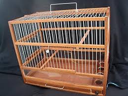 Pin By Giorgia Cristelli On Pigeon In 2020 Bird Cage Bird Cage Design Bird Cage Decor