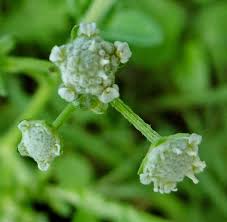 Image result for Parthenium