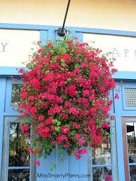 We did not find results for: 28 Winter Annuals For Florida Ideas Annual Flowers Plants Tropical Plants