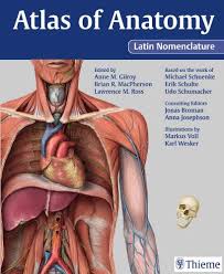 It has information about the muscle functions and structure along with the nervous aspects of muscle function. Thieme Atlas Of Anatomy Latin Nomenclature Pdf Libribook