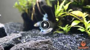 Betta Tank Mates Huge List Of 29 Fish That Can Live With Betta Fish Betta Fish Tank Betta Tank Mates Betta Fish Tank Mates
