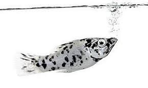 The gestation period of a molly fish is around 60 days. Wie Lange Bleiben Molly Fische Schwanger 2021