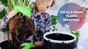 Check out our yucca plant selection for the very best in unique or custom, handmade pieces from our craft supplies & tools shops. Watch Me Work Repotting Yucca Snake Plants Youtube