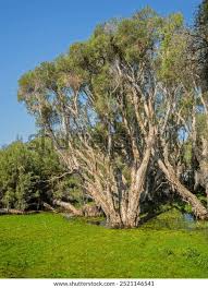 Image result for Melaleuca quinquenervia