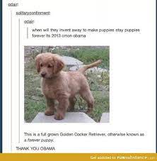 Forever Puppy Funsubstance Forever Puppy Cute Animals Cute Baby Animals