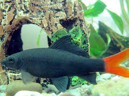 23 Predatory Aggressive Freshwater Fish For Your Tank