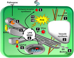 Maybe you would like to learn more about one of these? Frontiers Endoplasmic Reticulum Shape And Function In Stress Translation Plant Science