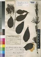 Image result for Englerina