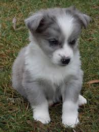 Australian Shepherd Corgi Mix Black And White Corgi Australian Shepherd Mix Corgi Mixes Cute Animals Puppies Cute Baby Animals